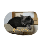 おすまし猫 2（個別スタンプ：13）