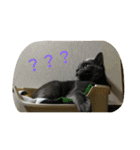 おすまし猫 2（個別スタンプ：15）