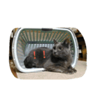 おすまし猫 2（個別スタンプ：16）