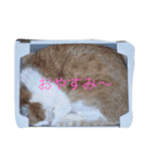 かあ8（個別スタンプ：28）