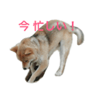 芝犬 ゴン太（個別スタンプ：1）