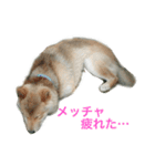 芝犬 ゴン太（個別スタンプ：2）