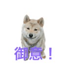 芝犬 ゴン太（個別スタンプ：3）