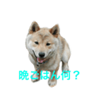 芝犬 ゴン太（個別スタンプ：4）