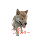 芝犬 ゴン太（個別スタンプ：5）
