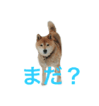 芝犬 ゴン太（個別スタンプ：7）