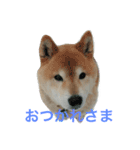 芝犬 ゴン太（個別スタンプ：8）