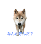 芝犬 ゴン太（個別スタンプ：9）