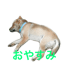 芝犬 ゴン太（個別スタンプ：10）