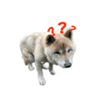 芝犬 ゴン太（個別スタンプ：11）