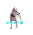 芝犬 ゴン太（個別スタンプ：12）