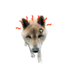 芝犬 ゴン太（個別スタンプ：13）