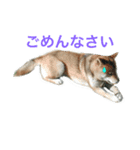 芝犬 ゴン太（個別スタンプ：14）