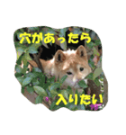 芝犬 ゴン太（個別スタンプ：15）