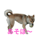 芝犬 ゴン太（個別スタンプ：16）