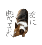 眉毛コーギーもなかのつぶやき（個別スタンプ：1）