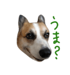 眉毛コーギーもなかのつぶやき（個別スタンプ：4）