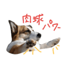 眉毛コーギーもなかのつぶやき（個別スタンプ：7）