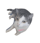 ねこ氏。（個別スタンプ：1）