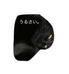 ねこ氏。（個別スタンプ：4）