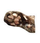 ねこ氏。（個別スタンプ：6）