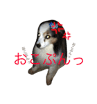 じゃきおくん×まぷたろう（個別スタンプ：11）