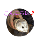 なる姫とトイピー（個別スタンプ：5）