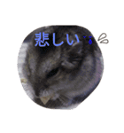 なる姫とトイピー（個別スタンプ：15）