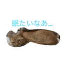 猫達の休日（個別スタンプ：2）