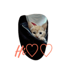 猫達の休日（個別スタンプ：3）