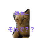 猫達の休日（個別スタンプ：4）