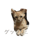 猫達の休日（個別スタンプ：5）