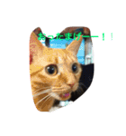 猫達の休日（個別スタンプ：6）