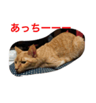 猫達の休日（個別スタンプ：8）
