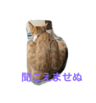 猫達の休日（個別スタンプ：9）