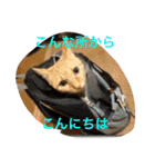 猫達の休日（個別スタンプ：11）