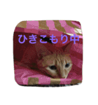 猫達の休日（個別スタンプ：12）