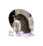 猫達の休日（個別スタンプ：13）