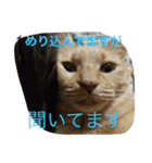 猫達の休日（個別スタンプ：14）