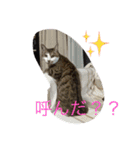 猫達の休日（個別スタンプ：16）