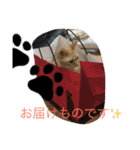 猫達の休日（個別スタンプ：17）