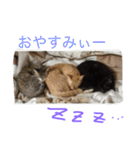 猫達の休日（個別スタンプ：18）