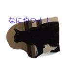 猫達の休日（個別スタンプ：19）