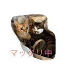 猫達の休日（個別スタンプ：21）