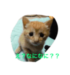 猫達の休日（個別スタンプ：23）