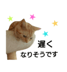 猫のあんずです⑥（個別スタンプ：6）