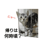 猫のあんずです⑥（個別スタンプ：7）