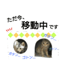 猫のあんずです⑥（個別スタンプ：8）