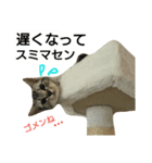 猫のあんずです⑥（個別スタンプ：13）