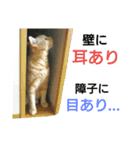 猫のあんずです⑥（個別スタンプ：15）